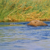 Foto de Aswan
