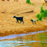 Foto de Aswan