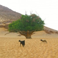 Foto de Aswan