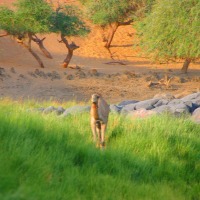 Foto de Aswan