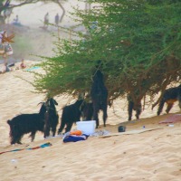 Foto de Aswan