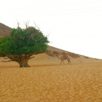 Foto de Aswan