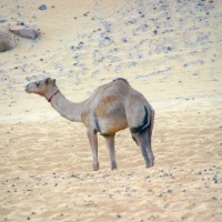 Foto de Aswan