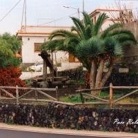 Foto de Los Realejos
