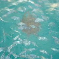 Foto de Fernando de Noronha