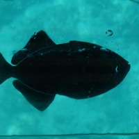 Foto de Fernando de Noronha