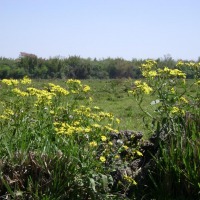 Foto de San José (Caaguazu)