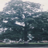 Foto de Líbano (Tolima)