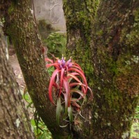 Foto de Delicias de Concepcion