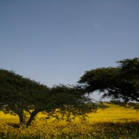 Foto de Gondar