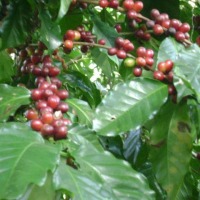 Foto de Delicias de Concepcion