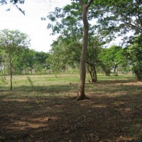 Foto de Moracia Nicoya (Guanacaste)