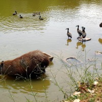 Foto de Brasilia