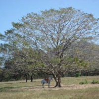 Foto de Guanacaste