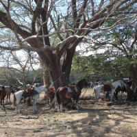 Foto de Guanacaste