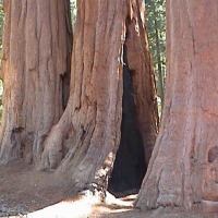 Foto de Sequoia National Park