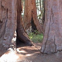 Foto de Sequoia National Park