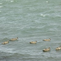 Foto de Puerto Natales