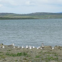 Foto de Puerto Natales