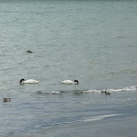 Foto de Puerto Natales