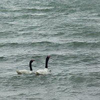 Foto de Puerto Natales