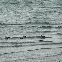 Foto de Puerto Natales