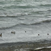 Foto de Puerto Natales