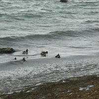 Foto de Puerto Natales
