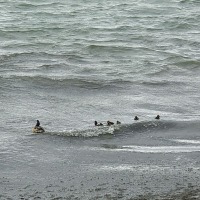Foto de Puerto Natales