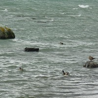 Foto de Puerto Natales