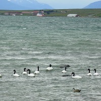 Foto de Puerto Natales