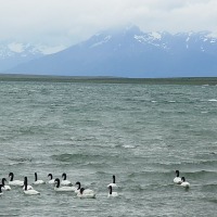 Foto de Puerto Natales