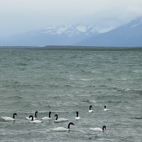 Foto de Puerto Natales