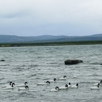Foto de Puerto Natales