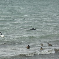 Foto de Puerto Natales
