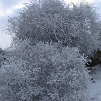 Foto de Sueda