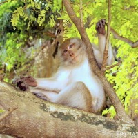 Foto de Phra Nang (Bahia de Railay)