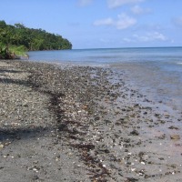 Foto de Isla Gorgona