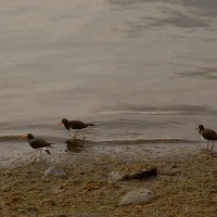 Foto de Puerto Natales