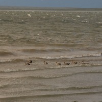 Foto de Puerto Natales