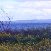 Foto de Puerto Natales