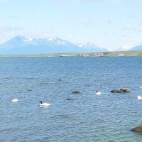 Foto de Puerto Natales