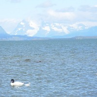 Foto de Puerto Natales