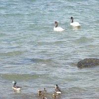 Foto de Puerto Natales