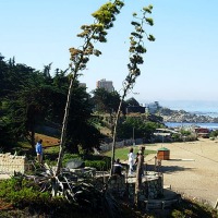 Foto de Isla Negra - El Quisco