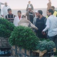 Foto de Ksar El Kebir