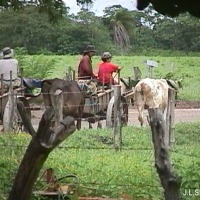 Foto de Sandillal (Guanacaste)