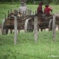 Foto de Sandillal (Guanacaste)