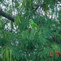 Foto de Sandillal (Guanacaste)
