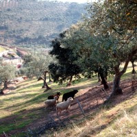 Foto de Aliseda